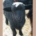 Baby Black Sheep Photo Card