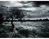 Darkness Falls, 5x7 inch Print