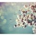 Magnolia, 16x20 Inch Floral Art Print