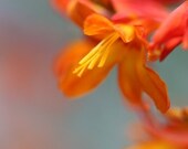 Summer Heat - 8x10 Floral Photograph - Crocosmia Flower Print in Orange on Aqua