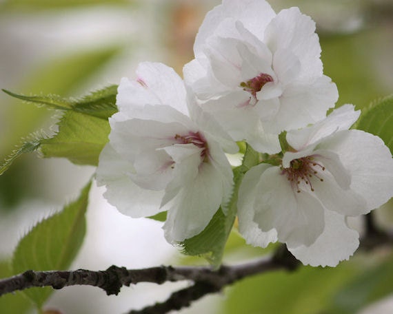 Someday - 8x10 Nature Photography - White Cherry Blossoms - Flower Picture