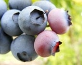 Antenna - 8x10 Fine Art Nature Photo - Blueberry Closeup - Fruit Kitchen Art - IN STOCK