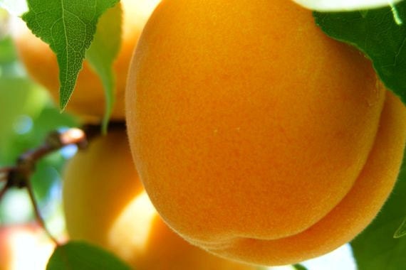 Tutti Frutti - Set of Four Photo Note Cards with Fruit Pictures - IN STOCK