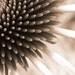 Photography - Touch - 8x10 Abstract Art Photography - Lime Green Coneflower Print - IN STOCK