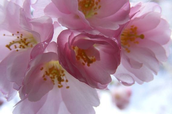 Blossoming - Floral Blank Photo Note Card - Pink Cherry Blossoms - IN STOCK