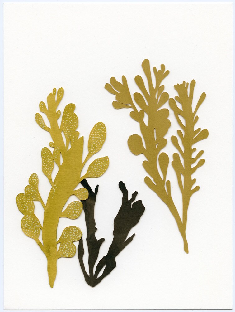 seaweed drawing