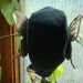 Butterfly Wing Cap