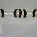 Crowspegs or Crowspins
