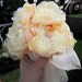 Eco Wedding Bouquet Peach, Yellow, Pale Yellow Organza Peonies 8 Count with Champagne Wrap and Bow eco friendly wedding