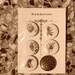 Bee pinback buttons badges
