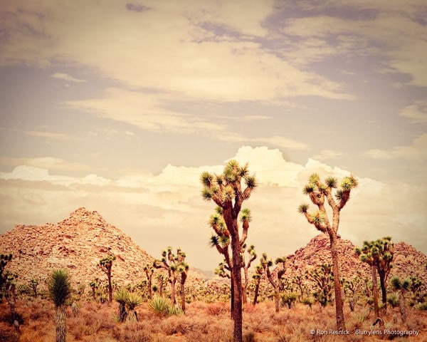 Joshua Tree Scene 06 - 8 x 10 Fine Art Photograph Print