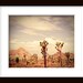 Joshua Tree Scene 06 - 8 x 10 Fine Art Photograph Print