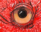 Eye of the African Hornbill - ACEO - Original Watercolor