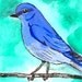 Bluebird ACEO Watercolor Painting