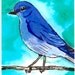 Bluebird - 3.5 x 5 inch Archival Print