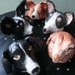 Custom Dog or Cat Portrait Ceramic Sculptures of your Pet