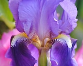 Carnivale 2 iris photo