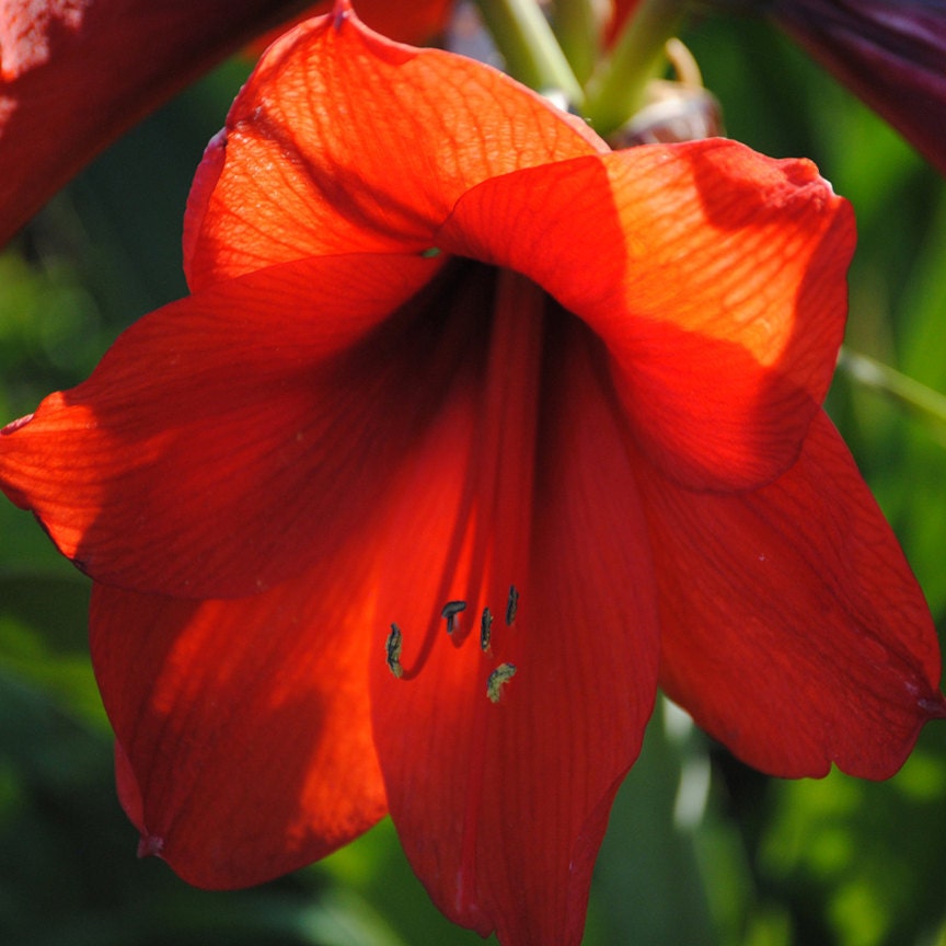 Red Amaryllis in late afternoon light giclee print.