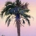 Sunrise Palm tree silhouetted against the sky