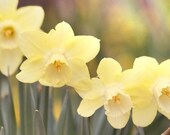 daffodils, yellow art, flower photo, Flower Photography, nature photography, flower art, nature art, Yellow Decor, spring decor - SeeLifeShine