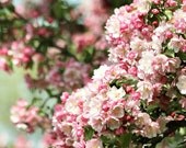 Flower Photography,  Cherry Blossom Photo, Flower Photo, Cherry Blossom Photography, Nature Photo, Nature photography -  Eternity 8x10