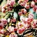 cherry blossom art, living room decor, nature photography, living room art, nature photo, cherry blossom prin - Pink Umbrella