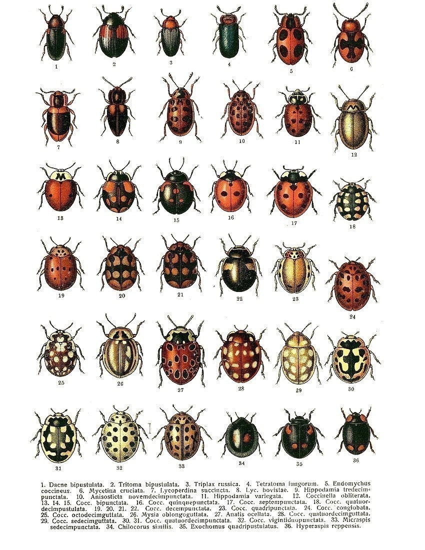 Items Similar To Vintage Bugs 36 Different Creepy Crawly Beetles And
