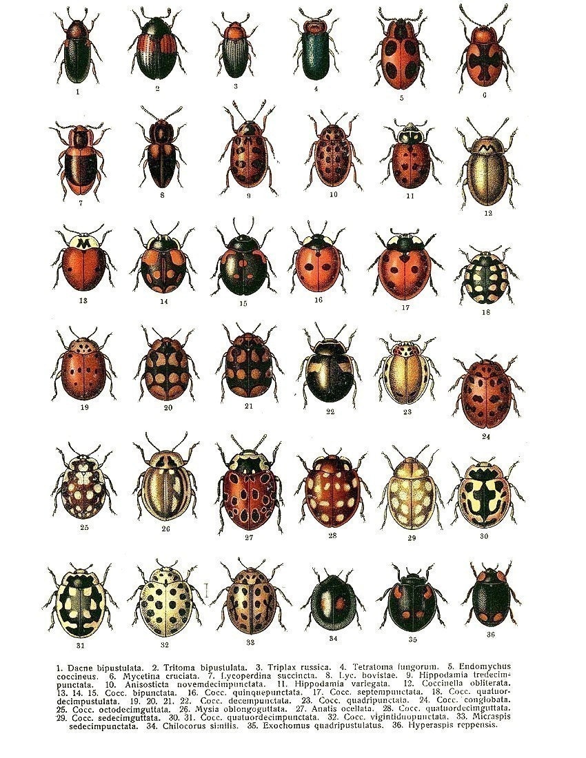 Bugs And Beetles