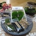 Terrarium Kit, DIY Comes Complete with Jar and Handmade Mushroom,  Great Gift Idea
