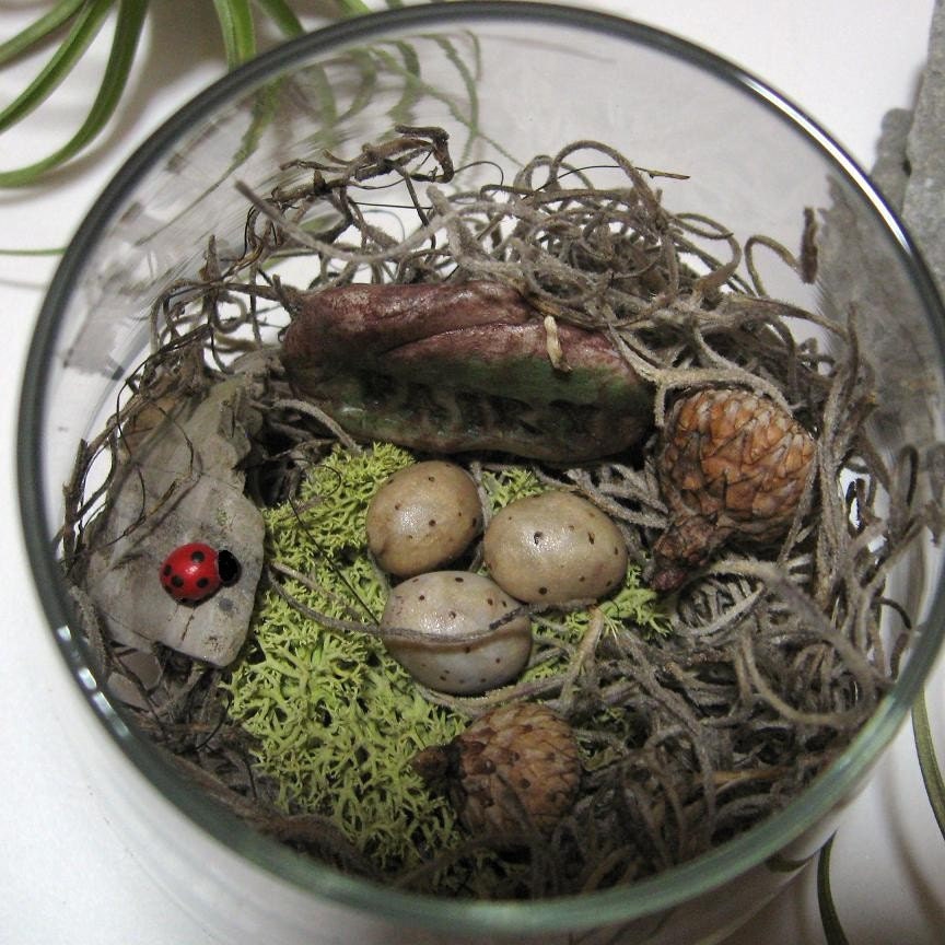 Fairy Eggs in Nest TERRARIUM Designed and by NatureandWoodland