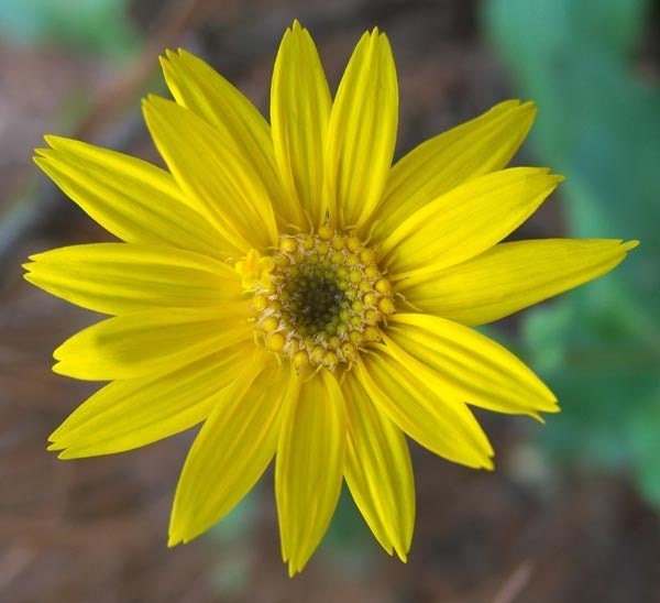 Arnica Flower Herbal Salve