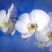 White Phalaenopsis Orchid - 11x14 Fine Art Photographic Print - Signed by Artist