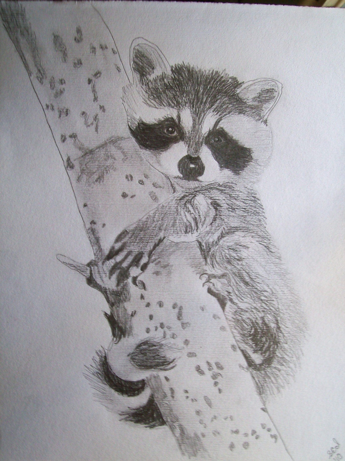Creative Drawing Sketches Sketching Raccoon with simple drawing