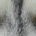 Siberian Eyes - Fine Art Print FREE SHIPPING