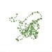 Pistachio Confetti Garland