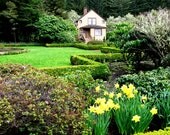 Garden at Shore Acres Park - Fine Art Print - Garden Photography - Home Decor - Wall Art - Green - Oregon - 8x10 image