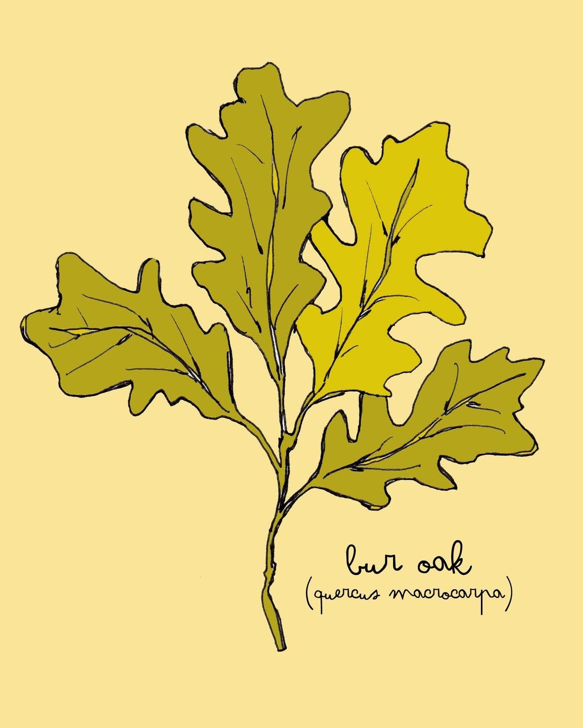 Bur Oak Leaf Print