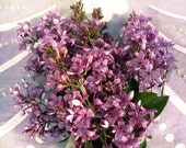 Lilacs and Sunshine Fine ARt Photography print
