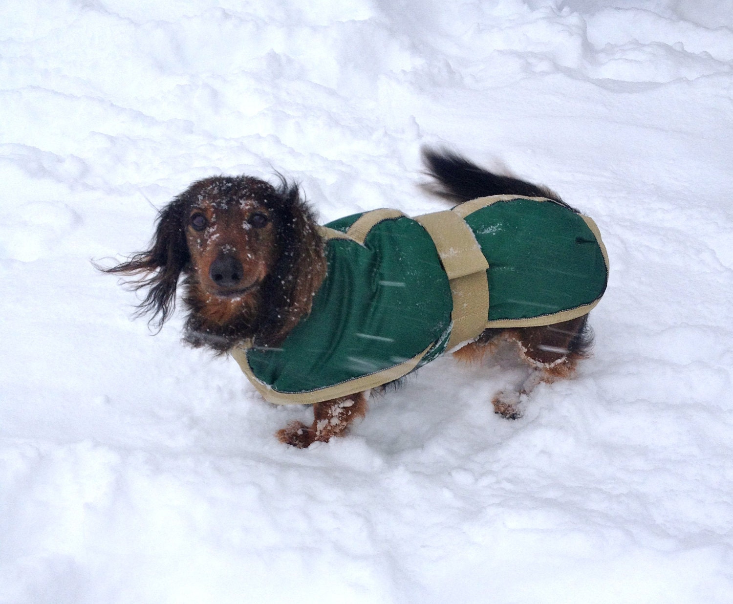 DACHSHUND Winter Coat Large Dachshund size 18 by COZYHORSE