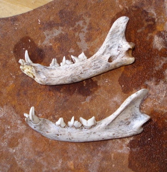 Tiny Animal Jaw Bones with Teeth Cat Fox by busterbeanknows