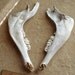 Two Real Deer or Goat Jaw Bones Animal Skeleton for Assemblage, Altered Art Votive Steampunk Photo Prop