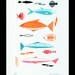 Fish School Gocco - 5x7 screenprint by Kerry Beary - edition of 75