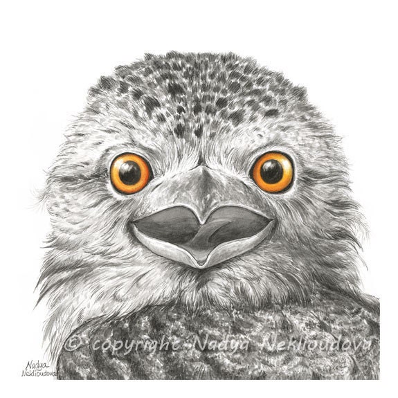 Tawny Frogmouth - 8x8 inches (20x20cm) Art Print - Not an Owl - Australian wildlife art, watercolour print, woodland bird, nature decor