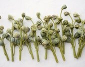 5 Delphinium Bud Stems with Pods - 7 Pods per stem