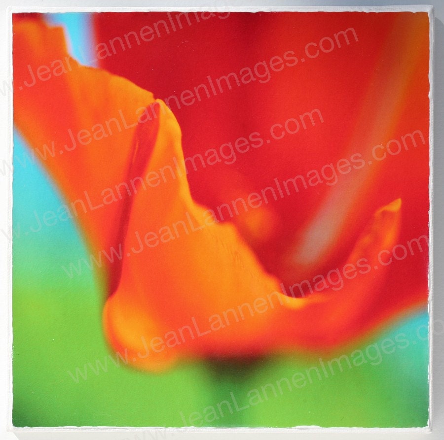 OOAK Orange Poppy-Orig Altered Photo on Canvas 8x8 Spring Summer Flower Tangerine Red Orange,Wizard of Oz, Chartreuse by Jean Lannen