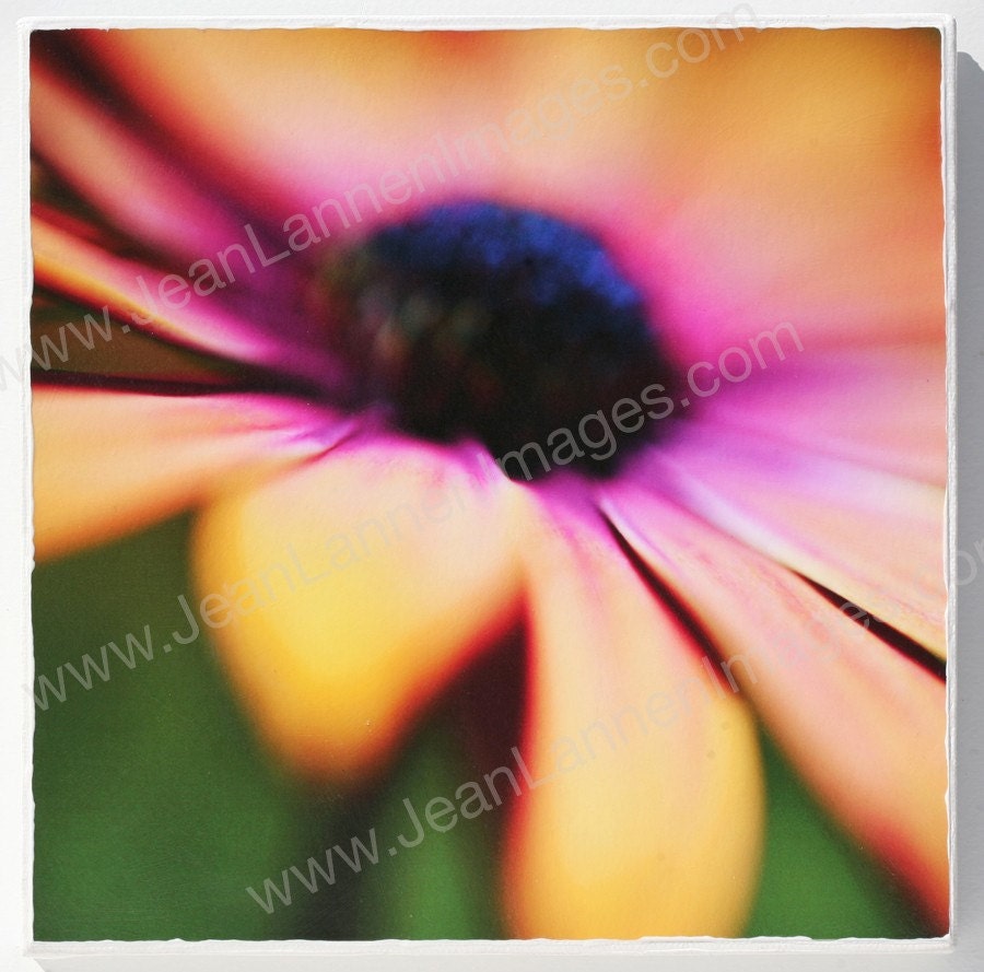 OOAK Yellow & Pink Daisy- Orig Altered Photo on Canvas, 8x8, Flower Spring Golden Yellow, Purple Pink Violet Raspberry Photo By Jean Lannen