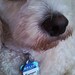 Dog ID Tag -Hello in Blue Customized - Two Sided