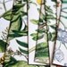 Botany (Stationery Set)