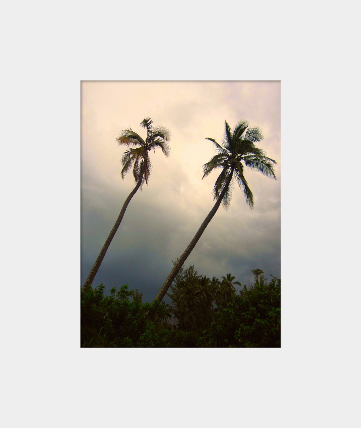 Parallel Palms: a fine art photograph print of two leaning palm trees on a stormy day in Hawaii - UninventedColors
