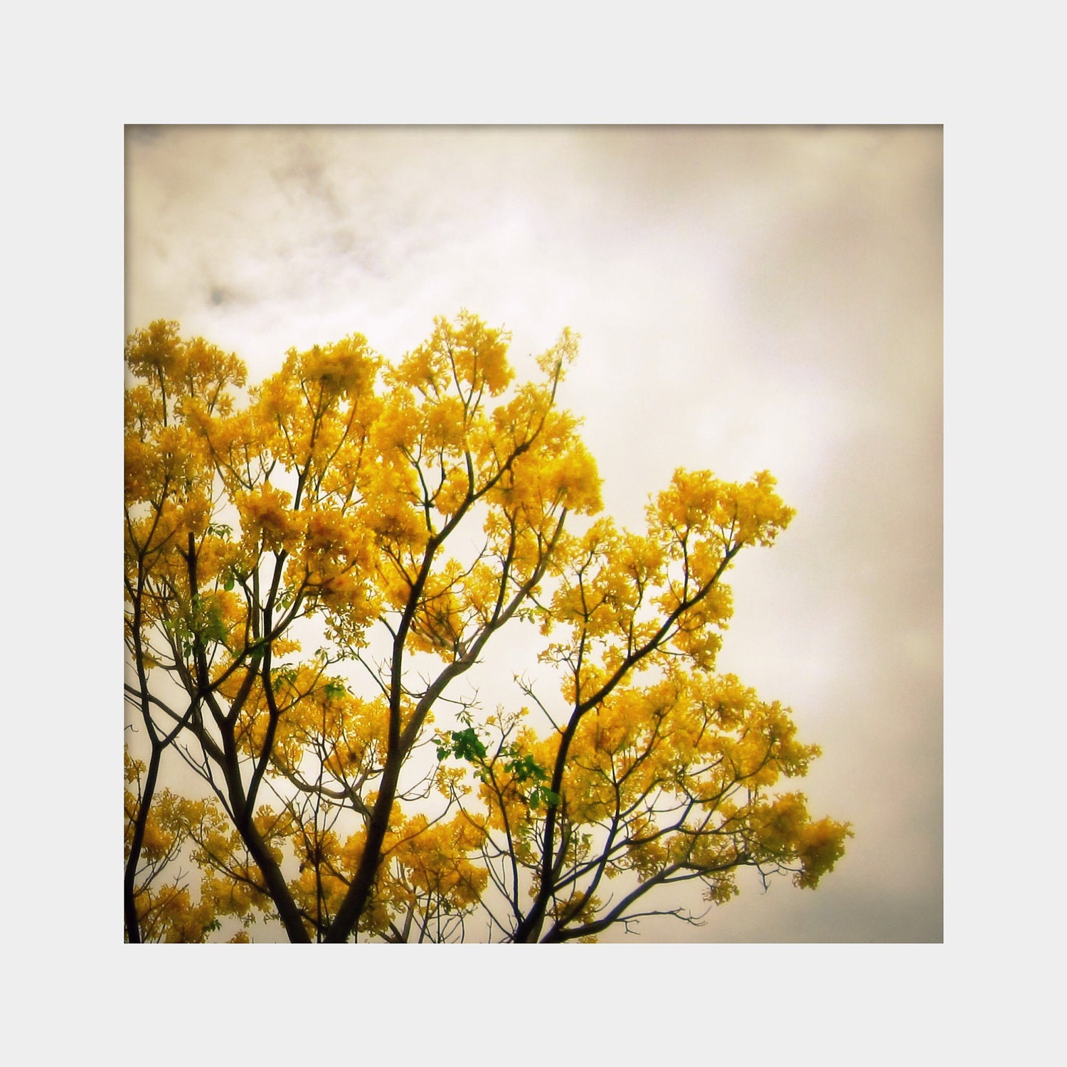 Sunshine on a Cloudy Day: square fine art photograph print of golden yellow flowering tree against gloomy gray sky